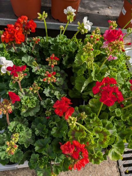 GERANIUM GERANIUM