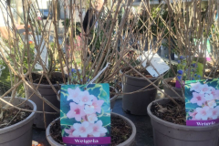 WEIGELIA NANA