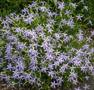 ISOTOMA-AXILLARIS-1 ISOTOMA-AXILLARIS-1