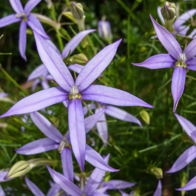 ISOTOMA-AXILLARIS-2 ISOTOMA-AXILLARIS-2