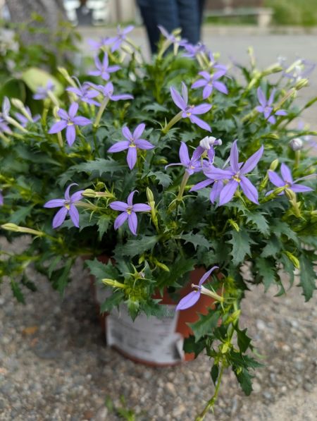 ISOTOMA-BLUE-STAR ISOTOMA-BLUE-STAR