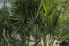 CHAMAEROPS HUMILIS