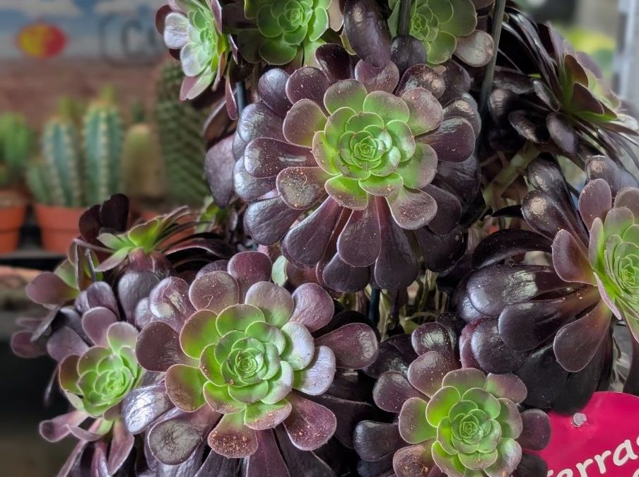 AEONIUM-XL