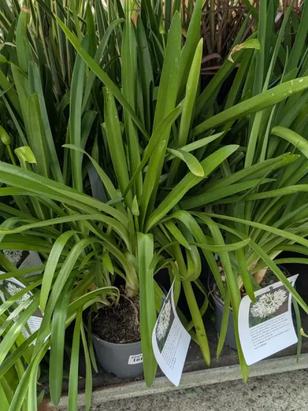 AGAPANTHE-EXTRA AGAPANTHE-EXTRA