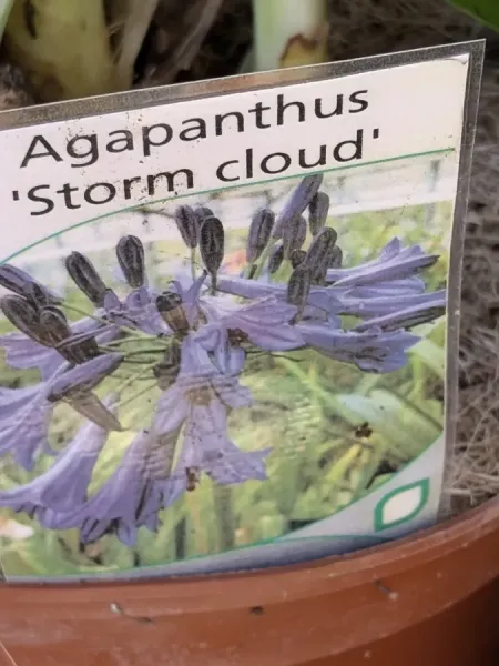 AGAPANTHE-STORM-CLOUD-12€50 AGAPANTHE-STORM-CLOUD-12€50