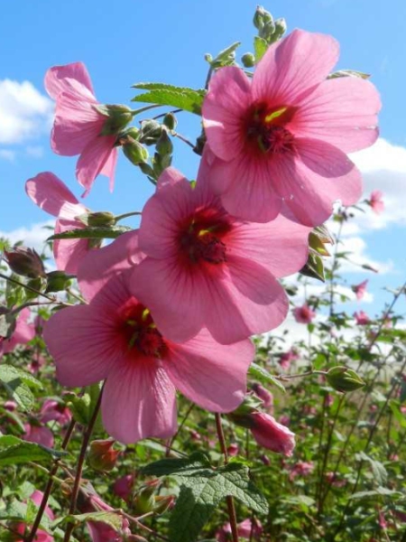ANISODONTEA-EL-RAYO-1 ANISODONTEA-EL-RAYO-1