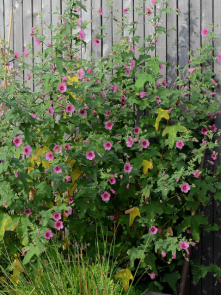 ANISODONTEA-EL-RAYO-2 ANISODONTEA-EL-RAYO-2