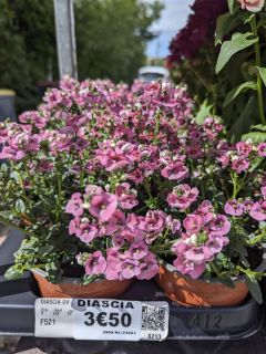 ARRIVAGE-FLEURI-DIASCIA