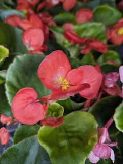 BEGONIAS