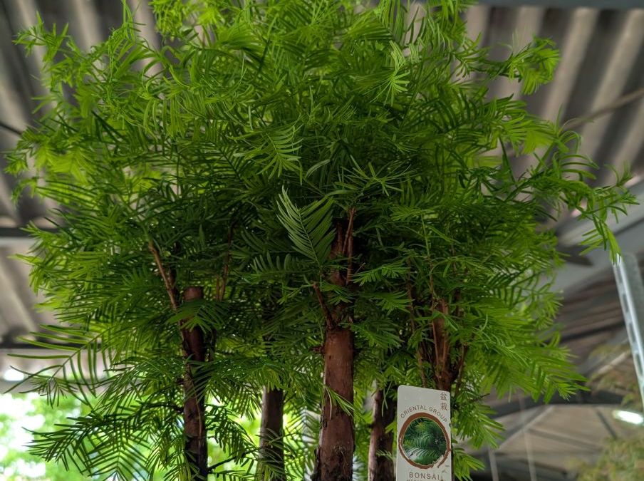 BONSAI-METASEQUOIA-1