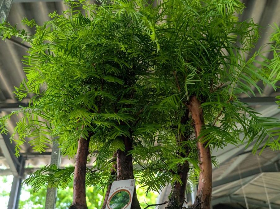 BONSAI-METASEQUOIA-2