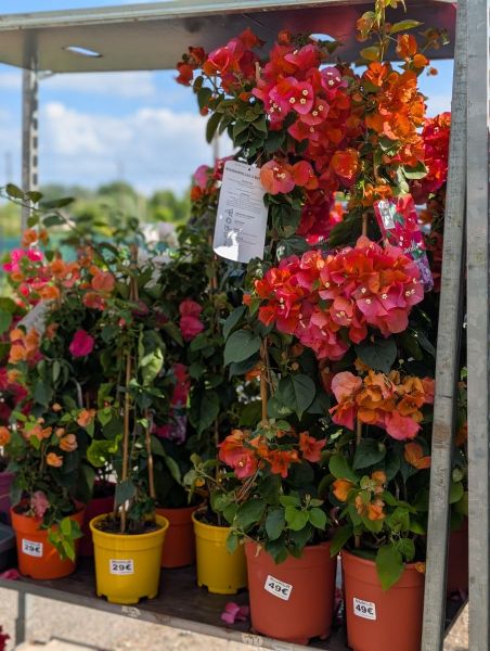 BOUGAINVILLIERS