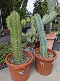 CACTUS-MEXICAIN-EXTRA