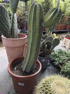 CACTUS-MEXICAIN