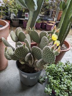 CACTUS-OPUNTIA