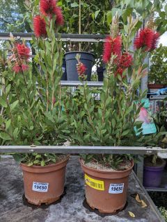 CALLISTEMON