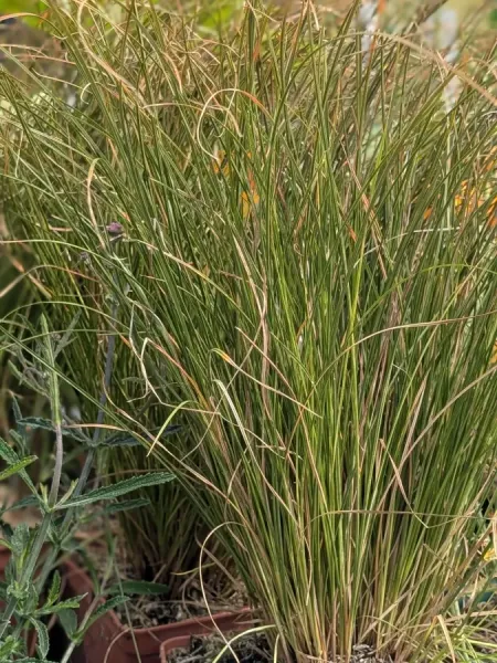CAREX CAREX