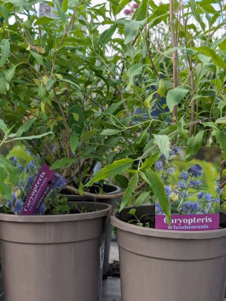 CARYOPTERIS