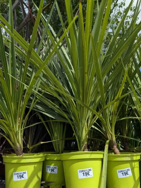 CORDYLINE-AUSTRALIS CORDYLINE-AUSTRALIS