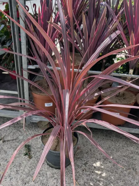 CORDYLINE-RED-STAR CORDYLINE-RED-STAR