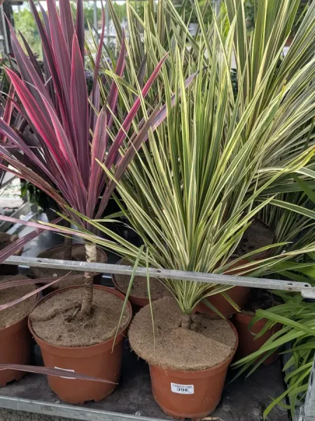 CORDYLINE CORDYLINE
