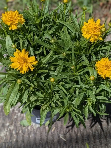 COREOPSIS-GRANDIFLORA- COREOPSIS-GRANDIFLORA-
