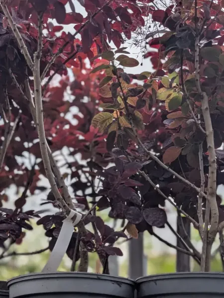 COTINUS-PURPLE-GRACE COTINUS-PURPLE-GRACE