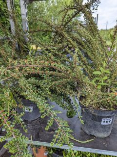 COTONEASTER-HORIZONTALIS