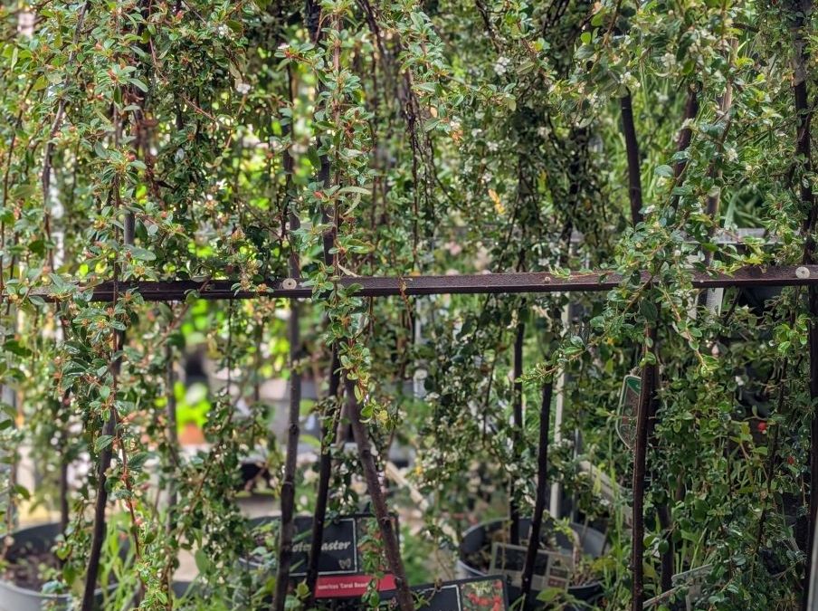 COTONEASTER-SUR-TIGE