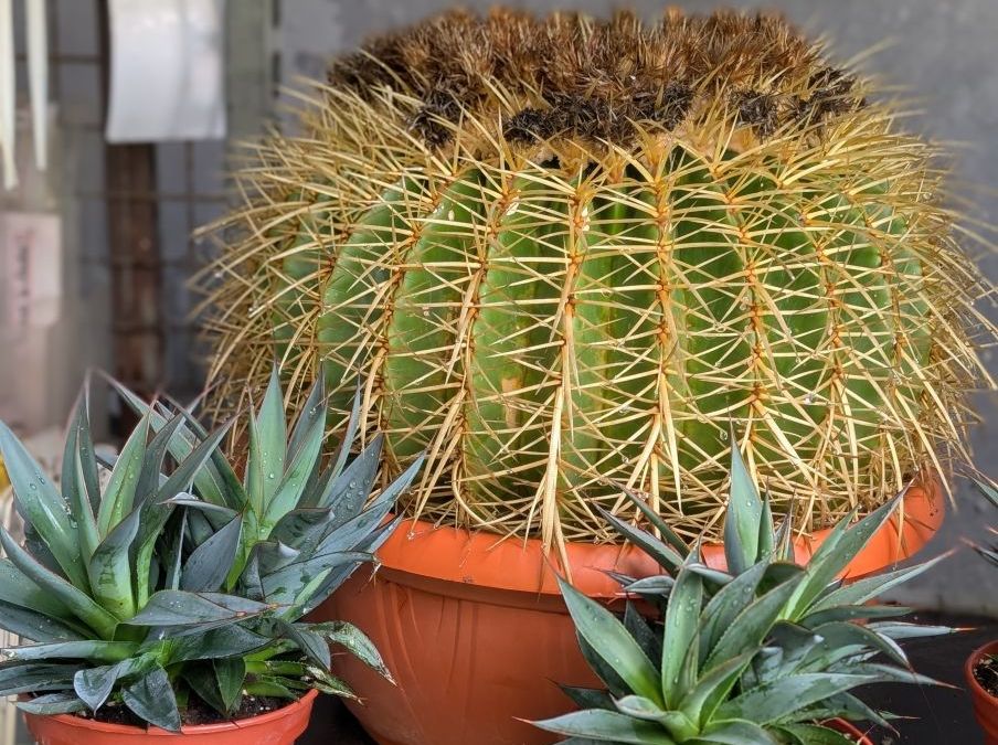 COUSSIN-DE-BELLE-MERE