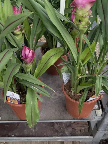 CURCUMA CURCUMA