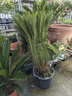 CYCAS-REVOLUTA