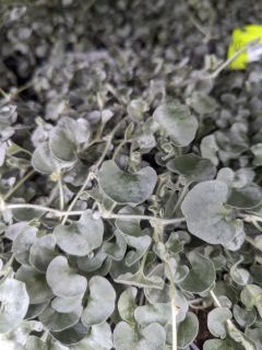 DICHONDRA-SILVER-FALL-COUVRESOL-1