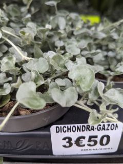 DICHONDRA-SILVER-FALL-COUVRESOL-2