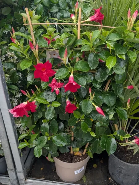 DIPLADENIA DIPLADENIA