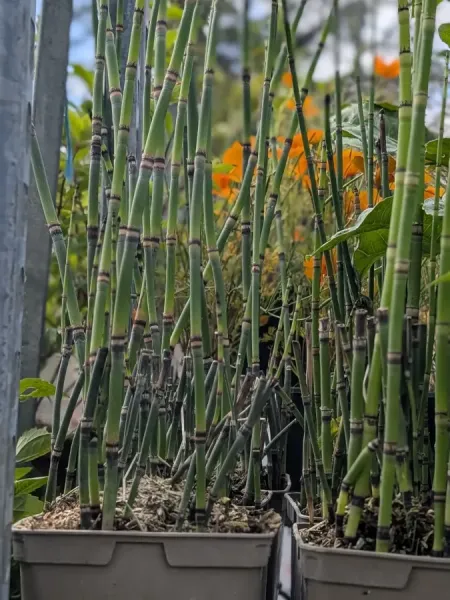 EQUISETUM EQUISETUM