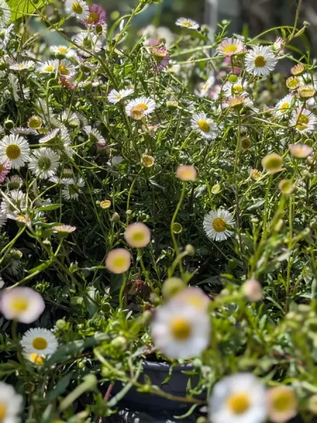 ERIGERON ERIGERON