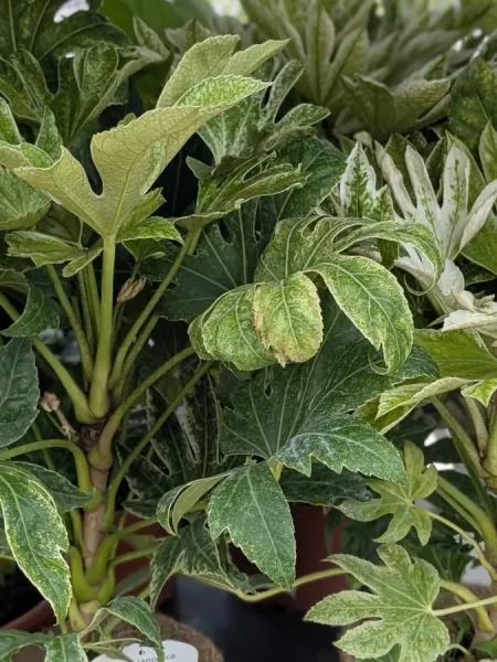 FATSIA-JAPONICA-VARIEGATA FATSIA-JAPONICA-VARIEGATA