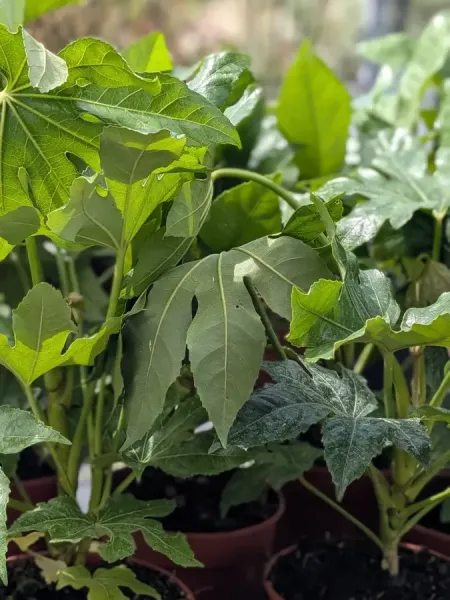 FATSIA-JAPONICA FATSIA-JAPONICA