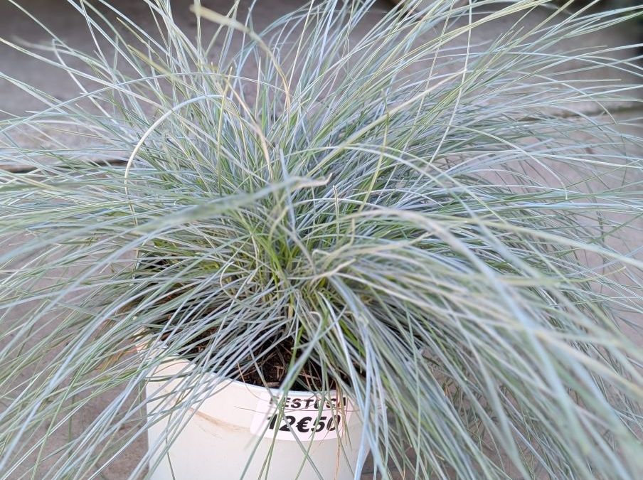 FESTUCA-BLEU-INTENSE
