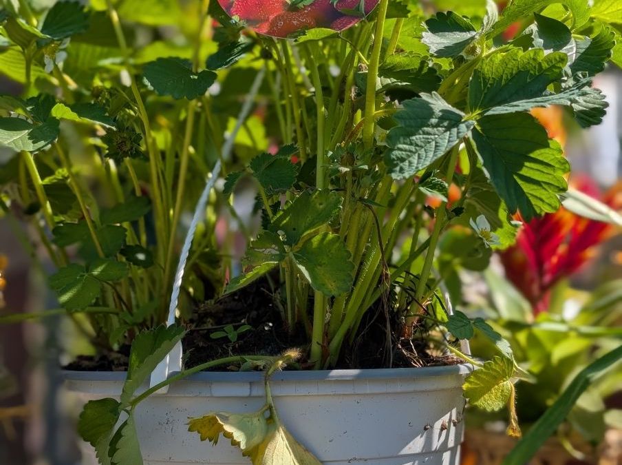 FRAISIER-EN-SUSPENSION