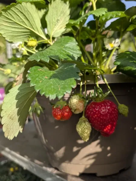 FRAISIERS FRAISIERS