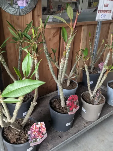 FRANGIPANIER-PLUMERIA-1 FRANGIPANIER-PLUMERIA-1