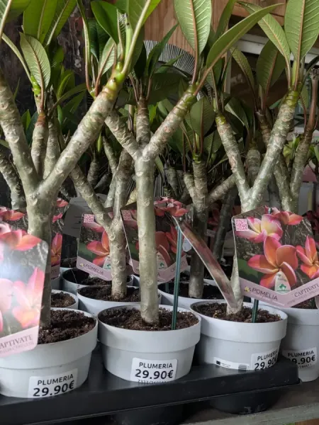 FRANGIPANIER-PLUMERIA-2 FRANGIPANIER-PLUMERIA-2