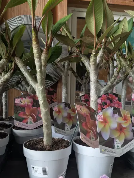 FRANGIPANIER-PLUMERIA-3 FRANGIPANIER-PLUMERIA-3