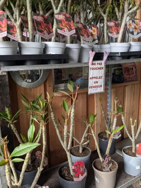 FRANGIPANIER-PLUMERIA FRANGIPANIER-PLUMERIA