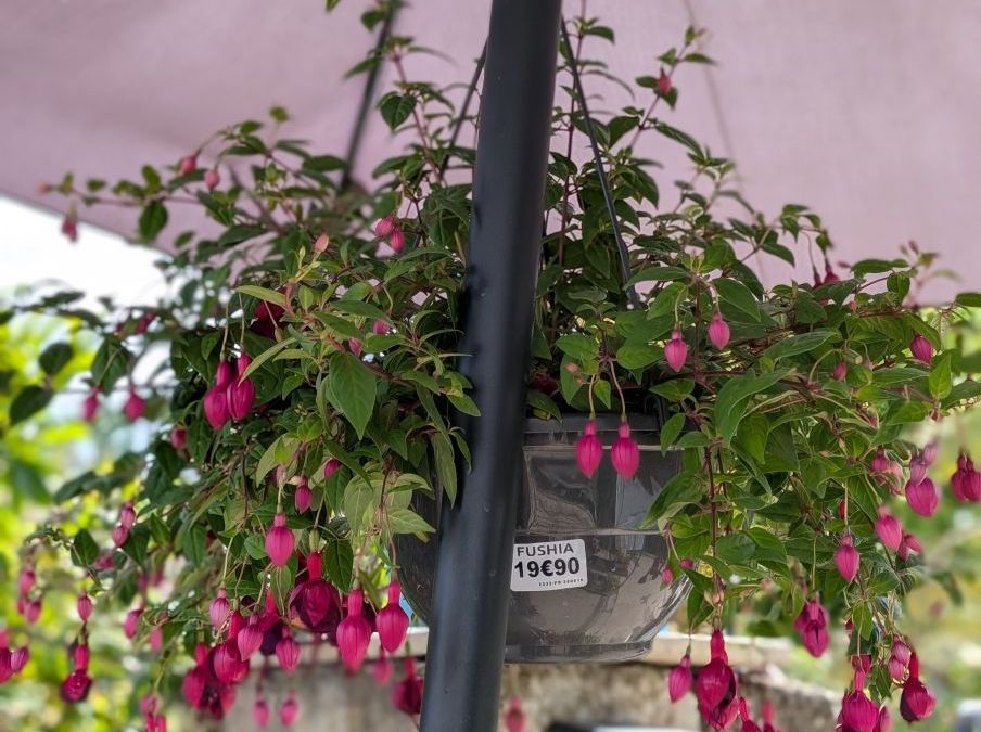 FUSHIA XL EN SUSPENSION
