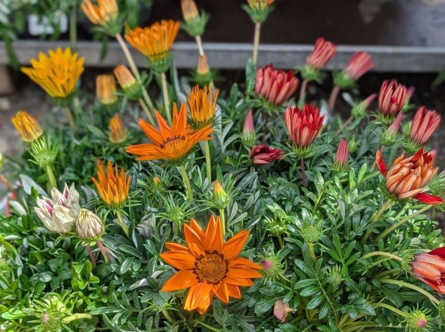 GAZANIA