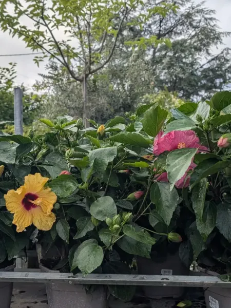 HIBISCUS-DIVERS HIBISCUS-DIVERS