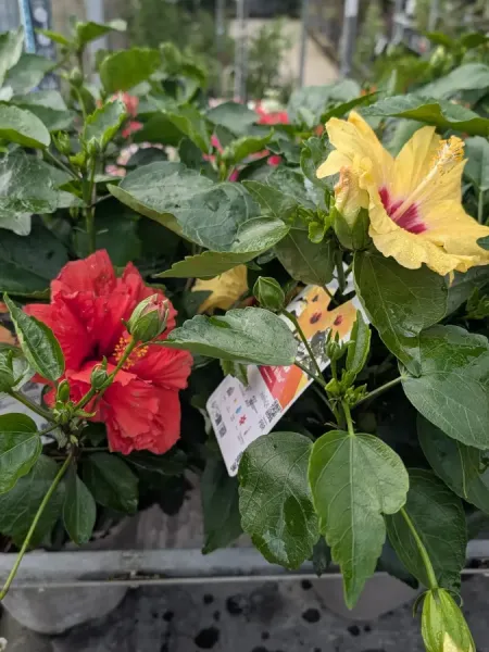 HIBISCUS HIBISCUS
